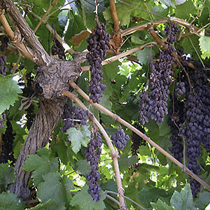 “Sunpreme” raisin grapes drying on vine