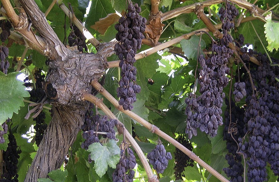 “Sunpreme” raisin grapes drying on vine