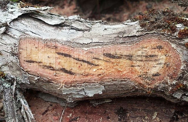 ʻŌhiʻa tree log with staining caused by Ceratocystis fungi