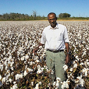 ARS scientist in cotton field