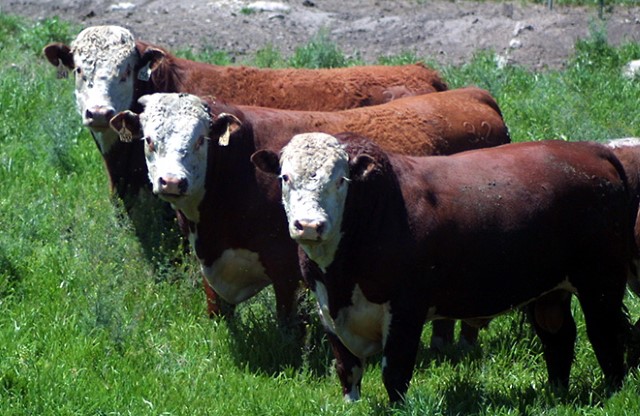 3 bulls in a field