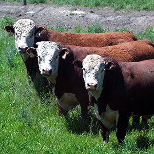 3 bulls in a field