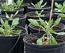 Guayule plants in a greenhouse