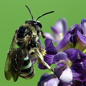 Female alkali bee on alfalfa flowers