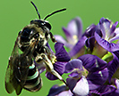 Female alkali bee on alfalfa flowers
