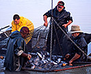 Fishermen catching fish in a net