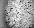 Cotton fiber with silver nanoparticles trapped inisde