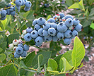 Highbush blueberry cluster
