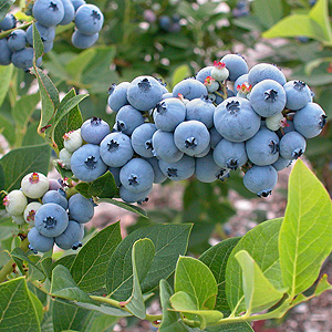 Highbush blueberry cluster