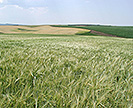 Field of low-phytate, hulless barley