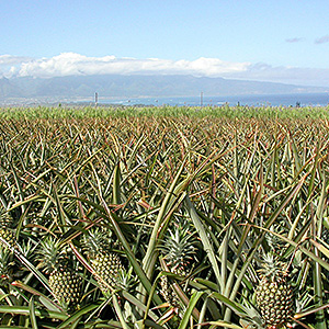 Pineapple field in Maui