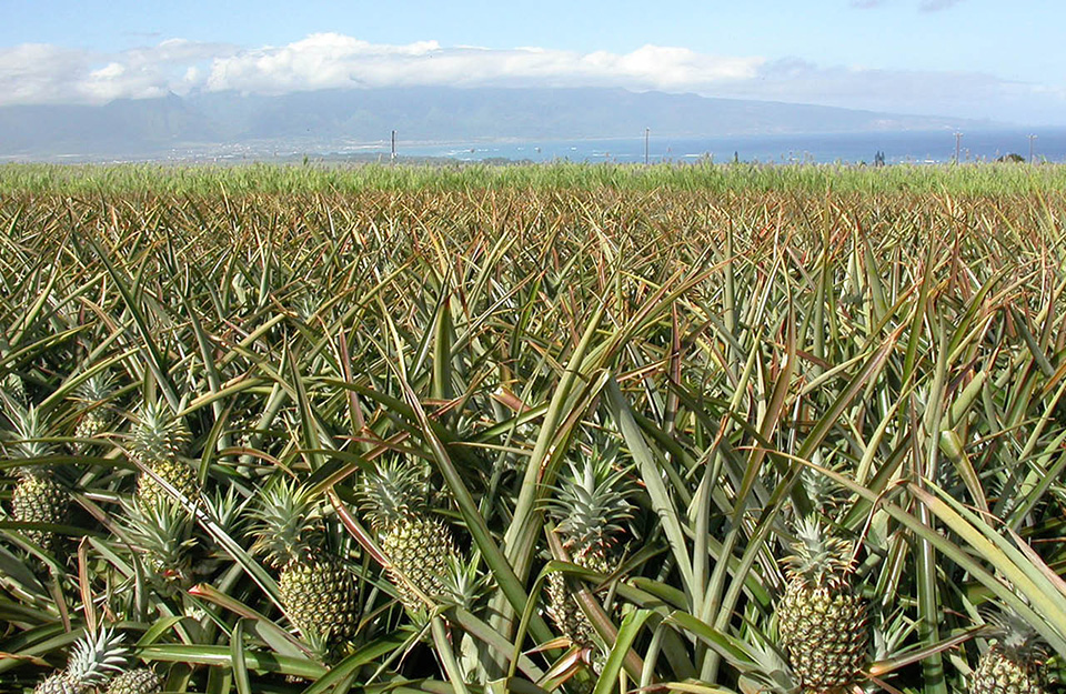 Pineapple field in Maui
