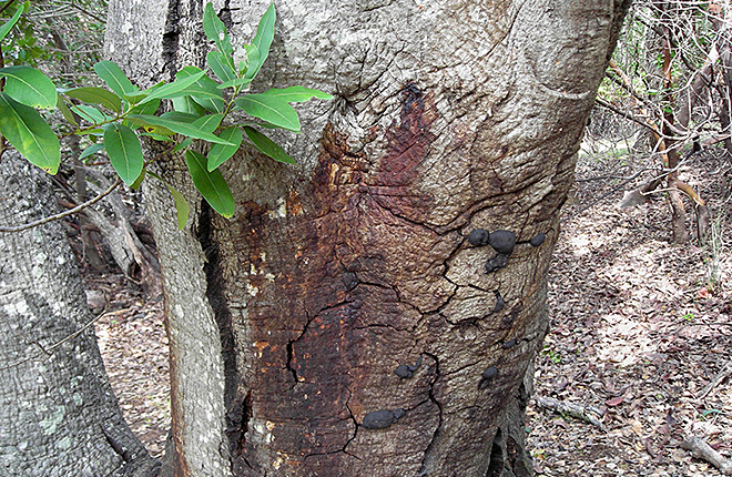 Discolored oak tree trunk