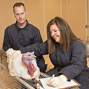 ARS microbiologists examine a turkey